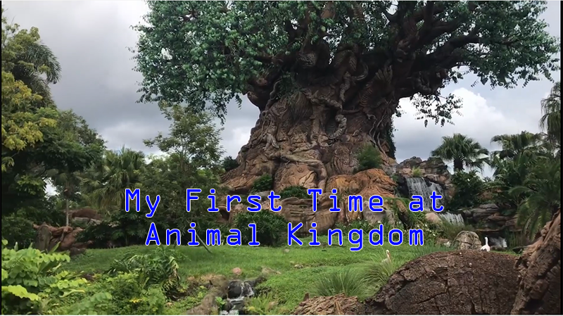 AnimalKingdomFirst